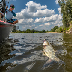 Wall Mural - Success fishing. Fisherman catch asp aspius fish from boat at wild river