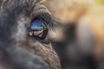 The eyes of a buffalo Farmer's pet