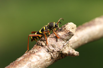 A pretty Wasp beetle, Clytus arietis, perching on a twig in spring in the UK. 