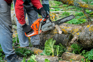 Wall Mural - Men work in forest.