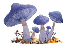 Watercolor Hand Drawn Illustration Of Poisonous Dangerous Mushroom Of Webcap Fungi With Purple Violet Caps In Fall Autumn Forest Wood And Grass For Nature Lovers Halloween Design Element Template