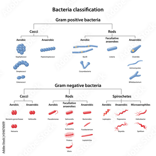 classification-of-bacteria-by-type-of-respiration-aerobic-anaerobic