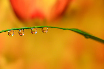 Wall Mural - Close-up of water droplets