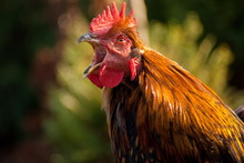 Singing Colorful Rooster Close Up Shot Isolated With Shallow Depth Of Field Screaming Open Beak