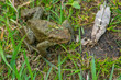 common frog in the pond, on the ground, swim jump,