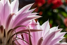 Close-up Of Two Pink Cactus Flowers