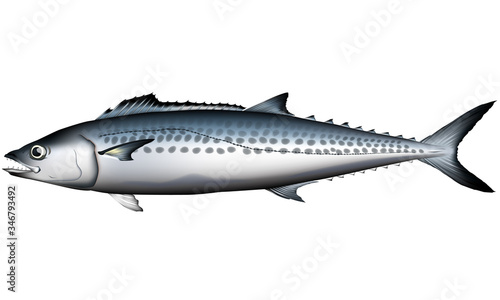 サワラ 鰆 イラスト ベクターai形式 Stock Vector Adobe Stock