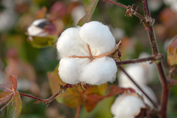 close up of ripe cotton bolls in the field