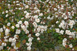cotton field in the autumn, ready for harvest