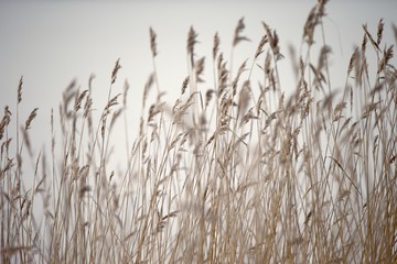 Fototapeta Closeup of reeds with grey background