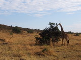 Fototapeta  - The giraffe on the prairie, Safari, Game Drive, Maasai Mara, Kenya