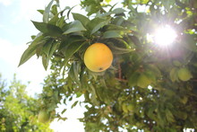 Low Angle View Of Fruits On Tree Against The Sky