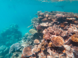 Coral underwater Great Barrier Reef. Colorful coral fish  ecosystems in beautiful ocean. Clear blue turquoise sea. Coral reef, underwater scene. Coral bleaching, endangered, marine life. Australia