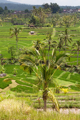 Rice fields in Bali