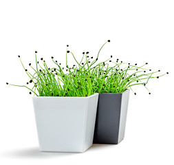 Microgreens sprouts onion in pot isolated on white background. Minimal design. Vegan micro onion green shoots. Sprouted seeds, growing microgreens