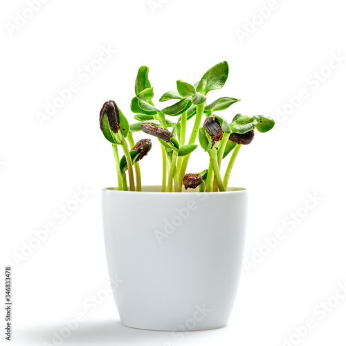 Microgreens Sprouts In Pot Isolated On White Background Vegan Micro Sunflower Greens Shoots Growing Healthy Eating Concept Sprouted Sunflower Seeds Microgreens Minimal Design Buy This Stock Photo And Explore Similar Images