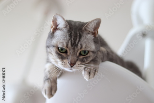 鋭い目つきの猫アメリカンショートヘア Stock Photo Adobe Stock 鋭い目つきの猫アメリカンショートヘア Stock Photo Adobe Stock