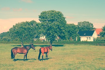 Sticker - Horses in Norway. Retro color filtered style.