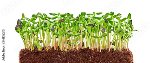 Microgreens Sprouts Isolated On White Background Vegan Micro Sunflower Greens Shoots Growing Sprouted Sunflower Seeds Eco Soil Substrate Microgreens Minimal Design Banner Buy This Stock Photo And Explore Similar Images At