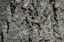 Tree Bark Texture Close Up. Nature Background