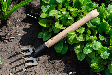 garden rake and spring garden