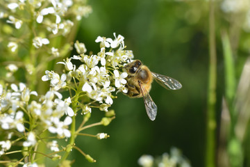 Wall Mural - Honey bee collecting nectar on wild white flowers, Honey Bee pollinating wildflowers on meadow