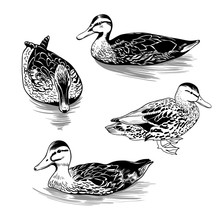 ..A Set Of Different Contour Images Of Wild Duck Females. Clipart. Vector Illustration Of Nature. .