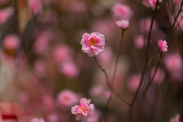 Wall Mural - Closeup selective focus shot of blooming peach blossom flowers