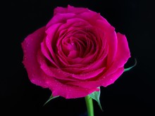 Closeup Shot Of A Pink Rose With Dew On Top On A Black Background