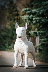 Wall Mural - Bull terrier show dog posing outside. Standart bullterrier standing.