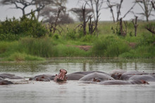 Hippopotamus Yawn In Hippo Pool Serengeti Grasslands Tanzania Group Of Hippos Sleeping In Water