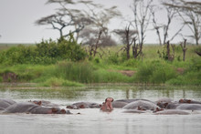 Hippopotamus Yawn In Hippo Pool Serengeti Grasslands Tanzania Group Of Hippos Sleeping In Water