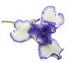 Blue white striped flower of iris, isolated on white background