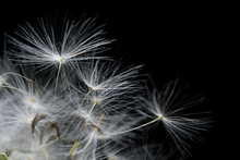 Closeup Black And White Macro Image Of Dandelion Seed Heads With Delicate Lace-like Patterns.