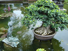 Sculptures By Potted Bonsai Tree In Pond
