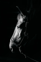 A Monochrome Portrait Of A Horse