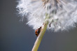 ladybug on a dandelion