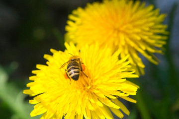 close-up photo of a dandelion in spring season and a bee with pollen