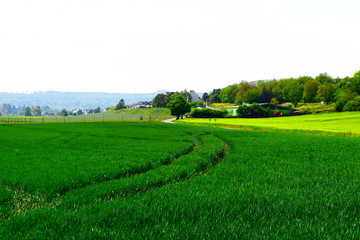 Wall Mural - Sumpf in den Thürer Wiesen im Frühling