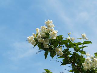 Canvas Print - Philadelphus coronarius | Europäische Pfeifenstrauch oder Duftjasmin in voller Blüte, Gartenschönheit und dekorativer Heckenbaum