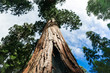 The Giant Sequoia in the National Sequoia Park