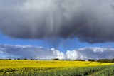 Fototapeta Tęcza - chmura deszczowa i tęcza nad polem rzepaku