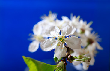 white flower on a branch of a blossoming cherry on a blue background close-up