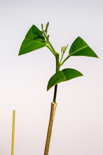 Young Citrus Tree Graft