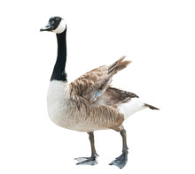 Canada Goose (Branta Canadensis), Isolated On White Background