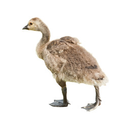 Brown nestling, isolated on white background