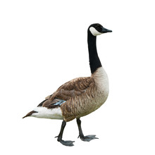 Canada Goose (Branta Canadensis), Isolated On White Background