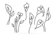 Doodle calla lilies icon isolated on white. Sketch flower. Coloring page book. Hand drawing line art. Outline vector stock illustration