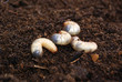 May beetle larva on the ground against a blurred background of other larvae and earth