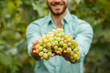 © Parfenova - Farmers hands with freshly harvested grapes